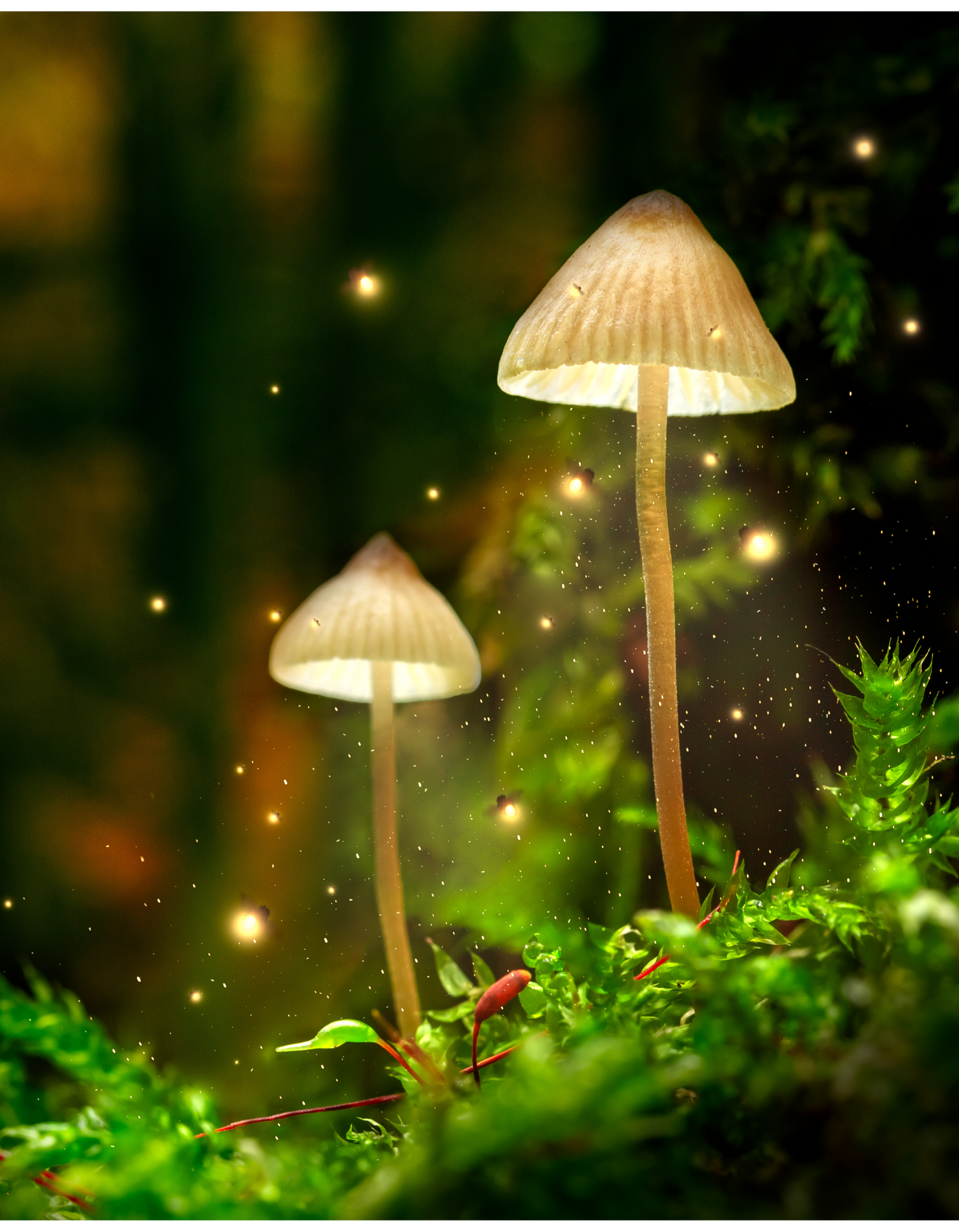 Mystic Mushrooms